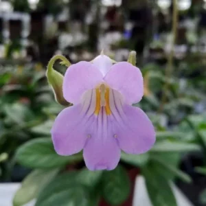 Summer Song Asian Violet - Primulina Live Plant - 2.5