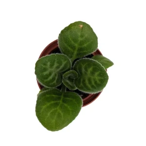 Summer Song Asian Violet - Primulina Live Plant - 2.5