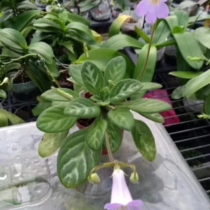 Summer Song Asian Violet - Primulina Live Plant - 2.5