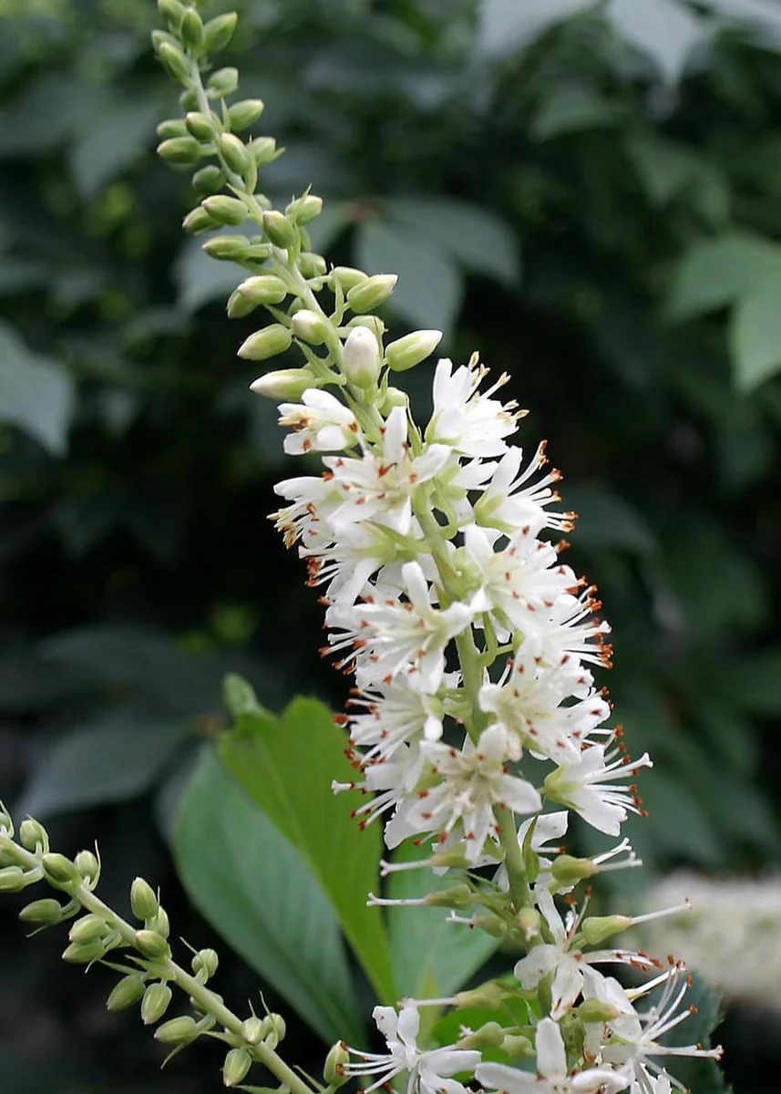 Summersweet Clethra Crystalina Live Plant – 4 inch Pot – Fragrant White Flowers – Outdoor Shrub - Image 1