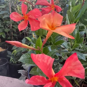 Sun Parasol Dipladenia Fire-Up Orange Live Plant - 6 inch Pot - 2 ft Tall - Image 2