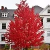 Sun Valley Red Maple Live Tree – Quart Pot – Vibrant Fall Color - Image 1