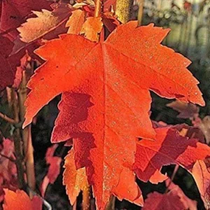 Sun Valley Red Maple Live Tree – Quart Pot – Vibrant Fall Color - Image 2