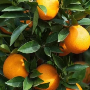 Sunburst Tangerine Tree - 3ft Grafted Citrus Live Plant - Outdoor Fruit Tree - Image 3