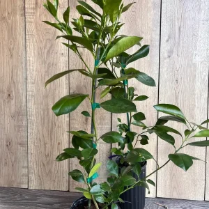 Sunburst Tangerine Tree - Live Grafted Plant - Half Gallon Pot - Image 5