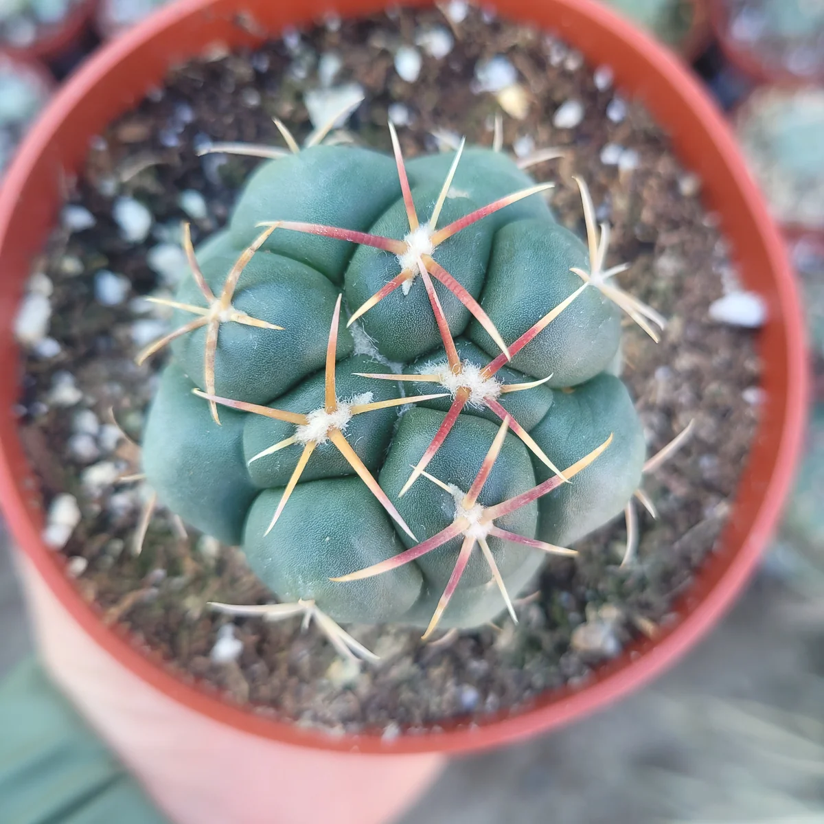 Suncup Cactus Live Plant – Rare Potted Cactus – 4 inch Pot – Indoor/Outdoor - Image 2