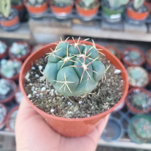 Suncup Cactus Live Plant – Rare Potted Cactus – 4 inch Pot – Indoor/Outdoor - Image 3