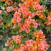 Sundown Orange Bougainvillea Starter Plants - Set of 2, 4-10" Tall Hardy Vibrant Flower Vine - Image 1