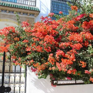 Sundown Orange Bougainvillea Starter Plants - Set of 2, 4-10