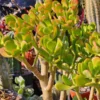 Sunset Jade Live Plant - Crassula Ovata Succulent - Easy Care Houseplant - Image 1