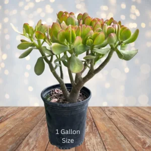 Sunset Jade Live Plant - Crassula Ovata Succulent - Easy Care Houseplant - Image 2