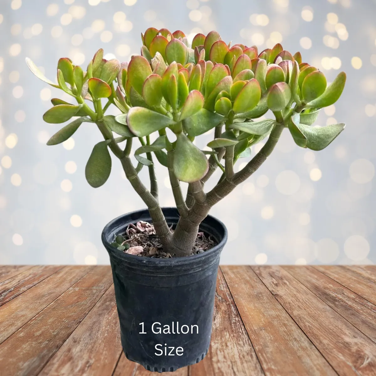 Sunset Jade Live Plant - Crassula Ovata Succulent - Easy Care Houseplant - Image 2