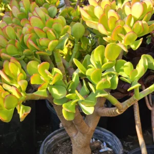 Sunset Jade Live Plant - Crassula Ovata Succulent - Easy Care Houseplant - Image 3