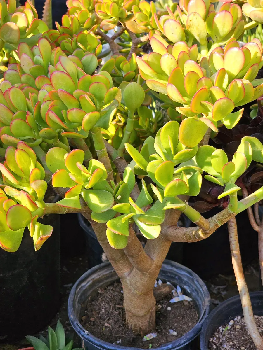 Sunset Jade Live Plant - Crassula Ovata Succulent - Easy Care Houseplant - Image 3