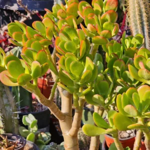 Sunset Jade Live Plant - Crassula Ovata Succulent - Easy Care Houseplant - Image 1