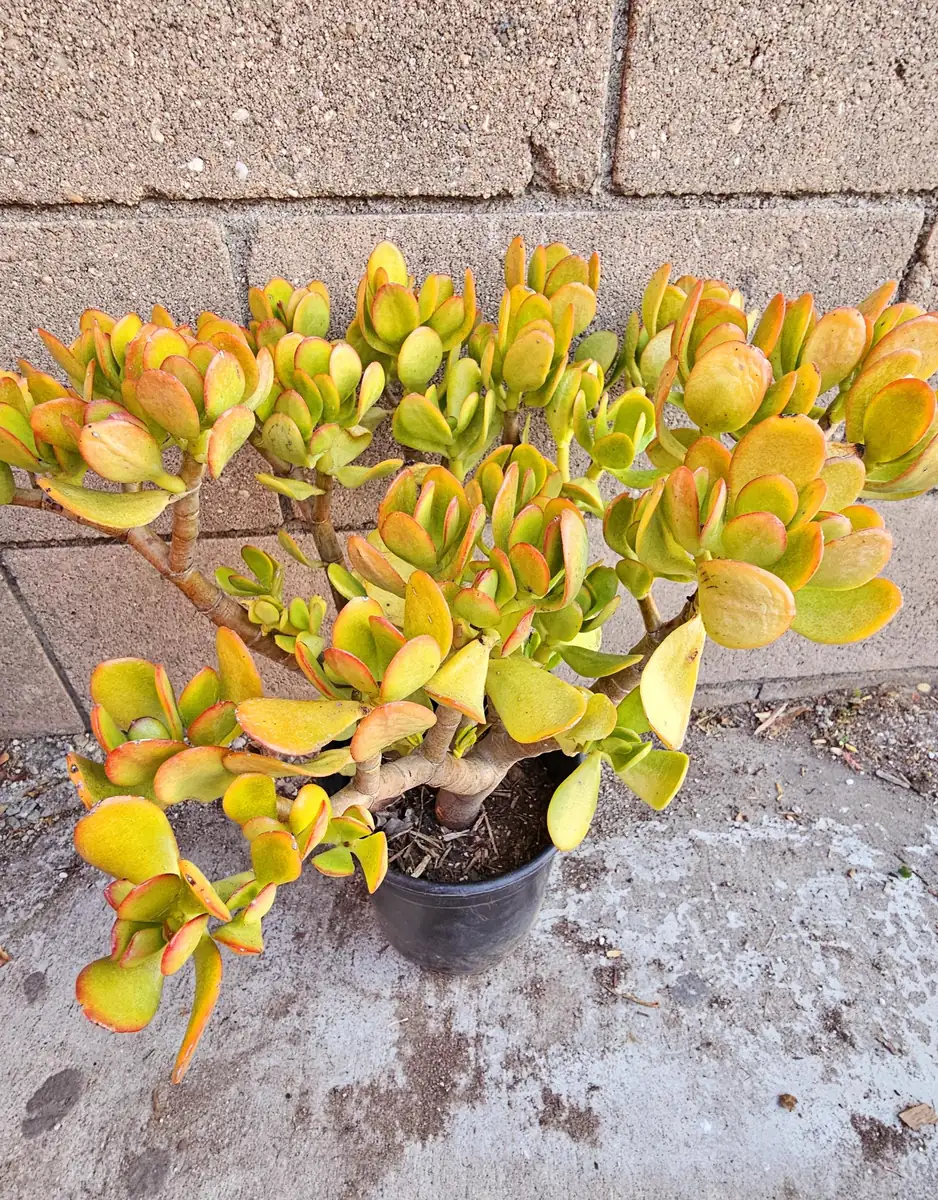 Sunset Jade Live Plant - Crassula Ovata Succulent - Easy Care Houseplant - Image 4