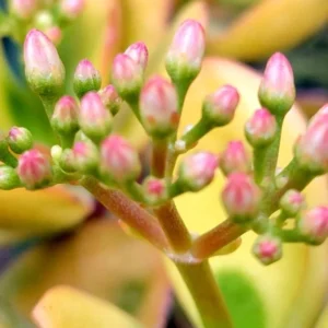 Sunset Jade Live Plant - Crassula Ovata Succulent - Easy Care Houseplant - Image 5