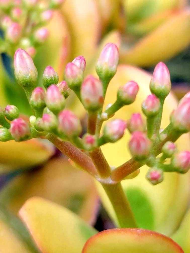 Sunset Jade Live Plant - Crassula Ovata Succulent - Easy Care Houseplant - Image 5