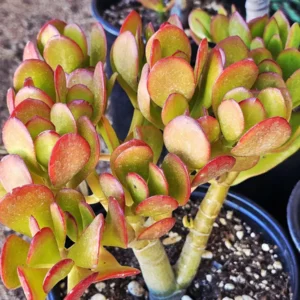 Sunset Jade Live Plant - Crassula Ovata Succulent - Easy Care Houseplant - Image 6