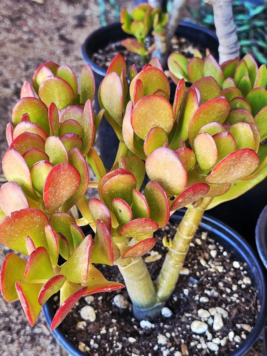 Sunset Jade Live Plant - Crassula Ovata Succulent - Easy Care Houseplant - Image 6