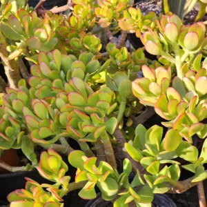 Sunset Jade Live Plant - Crassula Ovata Succulent - Easy Care Houseplant - Image 7