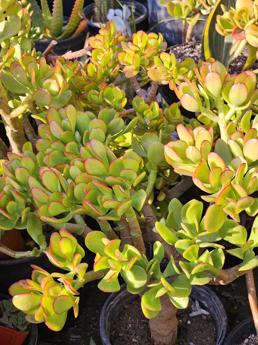 Sunset Jade Live Plant - Crassula Ovata Succulent - Easy Care Houseplant - Image 7