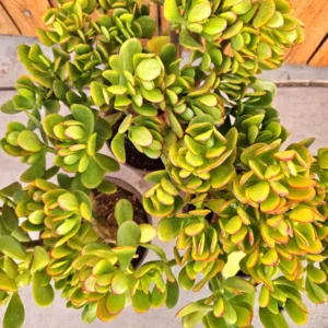 Sunset Jade Live Plant - Crassula Ovata Succulent - Easy Care Houseplant - Image 8