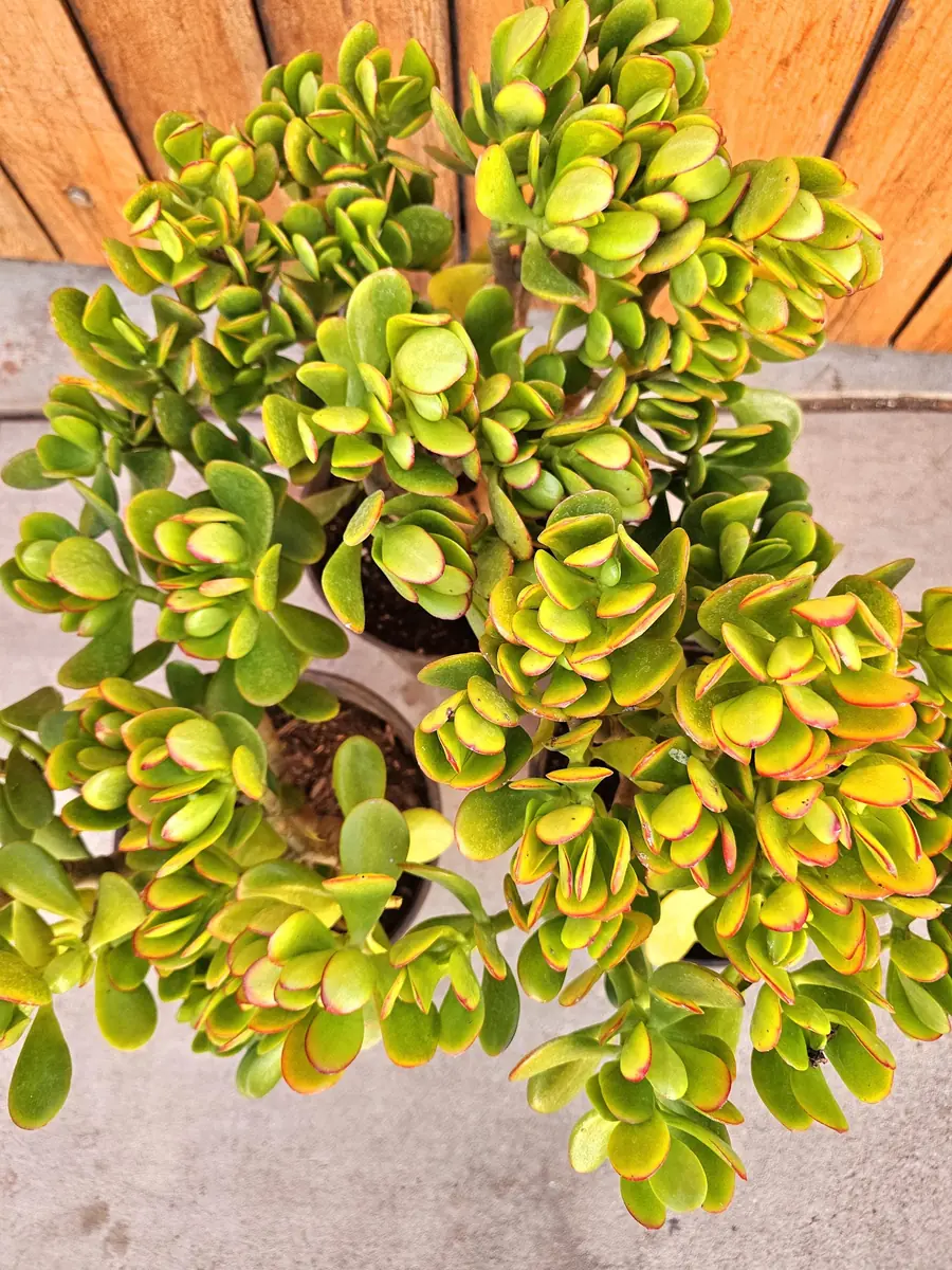 Sunset Jade Live Plant - Crassula Ovata Succulent - Easy Care Houseplant - Image 8