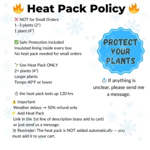 Sunset Jade Live Plant - Crassula Ovata Succulent - Easy Care Houseplant - Image 9