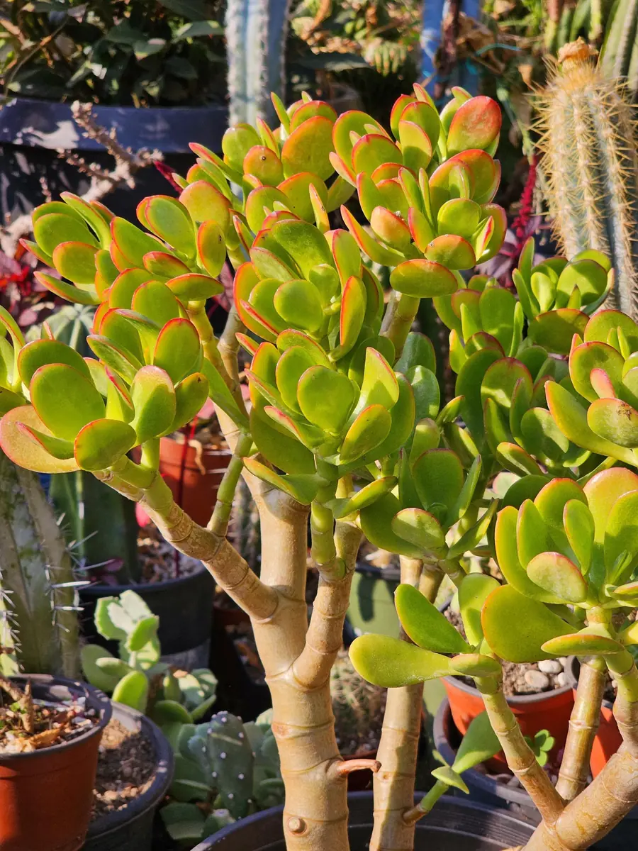 Sunset Jade Live Plant - Crassula Ovata Succulent - Easy Care Houseplant - Image 1