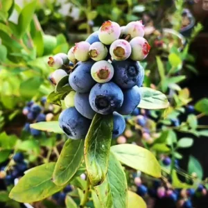 Sunshine Blue Blueberry Live Plant – 4-8