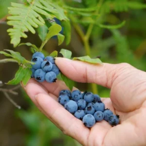 Sunshine Blue Blueberry Live Plant – 4-8