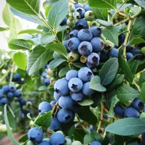 Sunshine Blue Blueberry Live Plant – 4-8
