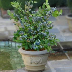 Sunshine Blue Blueberry Live Plant – 4-8