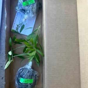 Sunshine Blue Blueberry Live Plant – 4-8