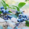 Sunshine Blue Blueberry Live Plant - Starter Plug, Vaccinium corymbosum - Image 1