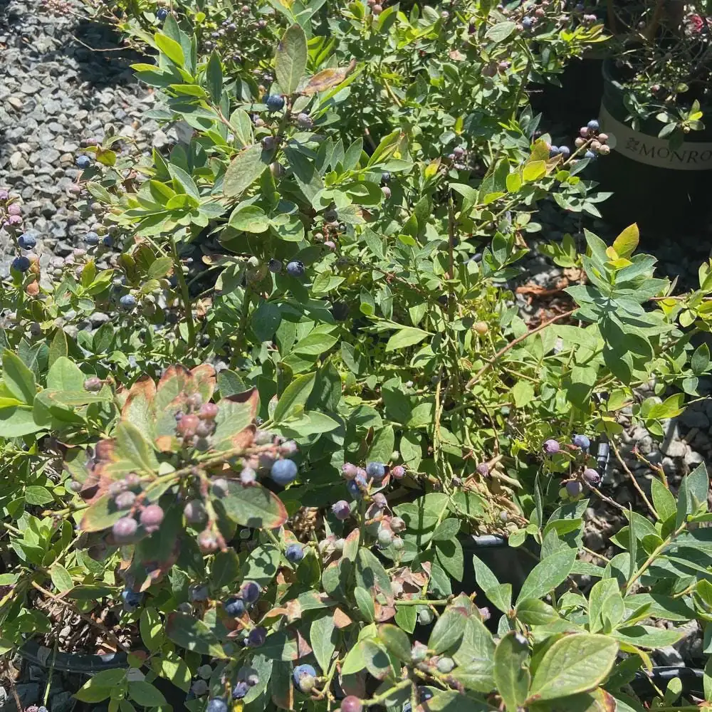 Sunshine Blue Blueberry Live Plant - Starter Plug, Vaccinium corymbosum - Image 3