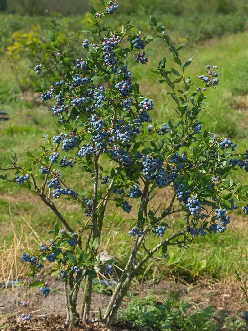 Sunshine Blue Blueberry Live Plant - Starter Plug, Vaccinium corymbosum - Image 4