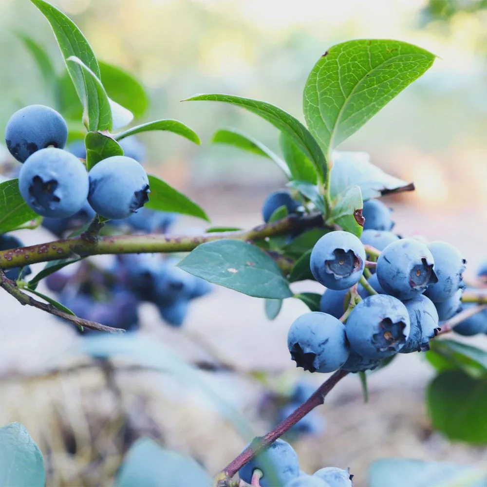 Sunshine Blue Blueberry Live Plant - Starter Plug, Vaccinium corymbosum - Image 1
