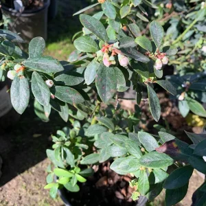 Sunshine Blue Blueberry Live Plant - Vaccinium - 1 Gallon Pot - Image 4