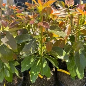 Super Hass Avocado Tree – Grafted Live Plant – 2-4 ft Tall – Produces Large Fruit - Image 2