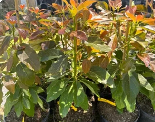 Super Hass Avocado Tree – Grafted Live Plant – 2-4 ft Tall – Produces Large Fruit - Image 2