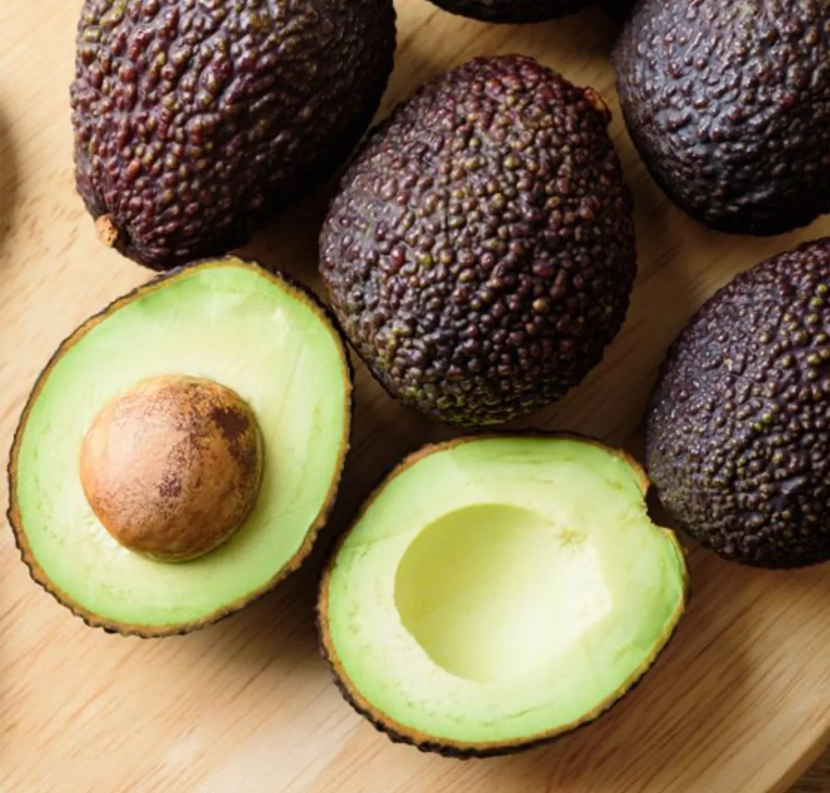 Super Hass Avocado Tree – Grafted Live Plant – 2-4 ft Tall – Produces Large Fruit - Image 1