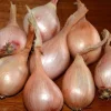 Super Sweet Dutch Onion Bulbs - Live Plant for Fall & Spring Planting, 12-16 inches tall, Zone 3-9 - Image 1