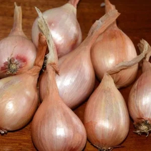 Super Sweet Dutch Onion Bulbs - Live Plant for Fall & Spring Planting, 12-16 inches tall, Zone 3-9 - Image 1