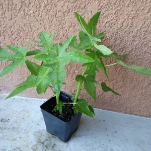 Super Sweet Papaya Live Plant - 2 Plants in 3.5