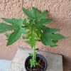 Super Sweet Papaya Live Plant - 3.5" Pot, 8-12" Tall Tropical Fruit Tree - Image 1