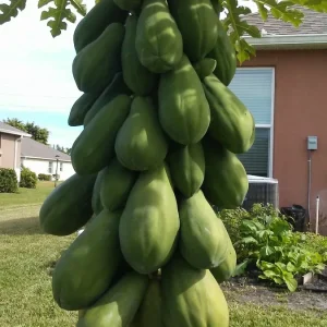 Super Sweet Papaya Seeds - Fresh Florida Harvest - 40 Seeds - Fruit - Image 2