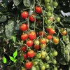 Supersweet 100 Cherry Tomato Seeds - Organic Vegetable Seeds - Image 1