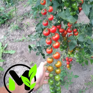 Supersweet 100 Cherry Tomato Seeds - Organic Vegetable Seeds - Image 3